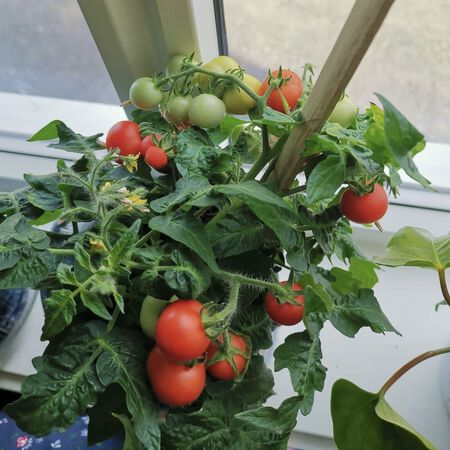 Micro Tom Container Tomato (Starter Plant)