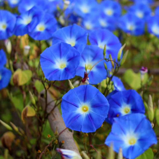 Morning Glory Heavenly Blue (Starter Plant)