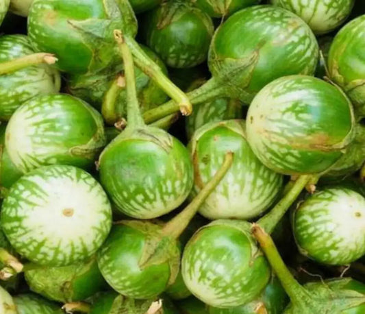 Petch Siam Eggplant (Starter Plant)