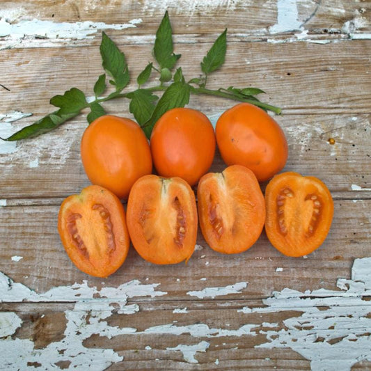 Roma Sunrise Sauce Tomato (Starter Plant)