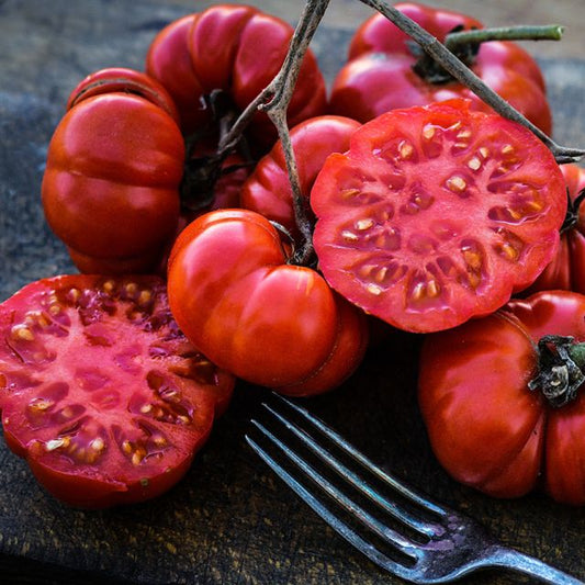Costoluto Genovese Tomato (Starter Plant)