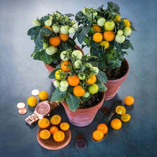 Orange Hat Container Tomato (Starter Plant)