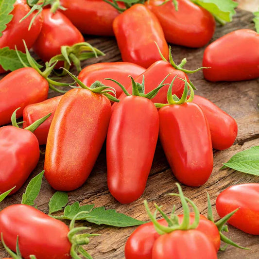 San Marzano II Tomato (Starter Plant)