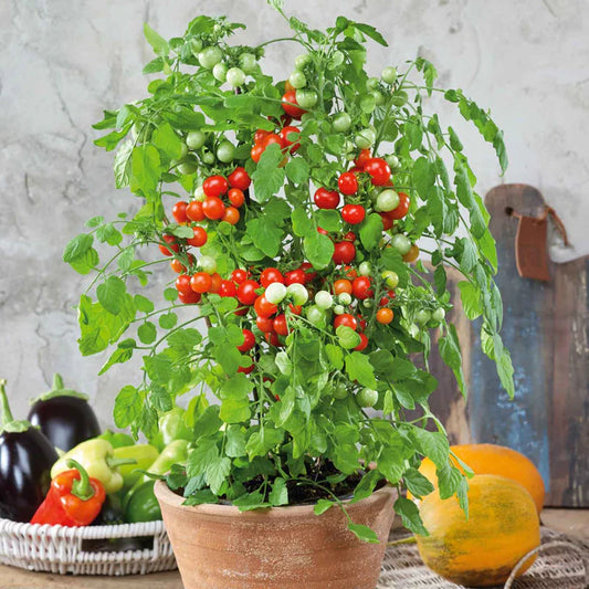 Tidy Treats Container Tomato (Starter Plant)