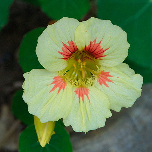 Vanilla Berry Nasturtium (Starter Plant)